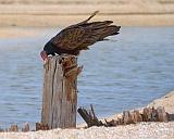 Turkey Vulture Wiping Its Bill_29451